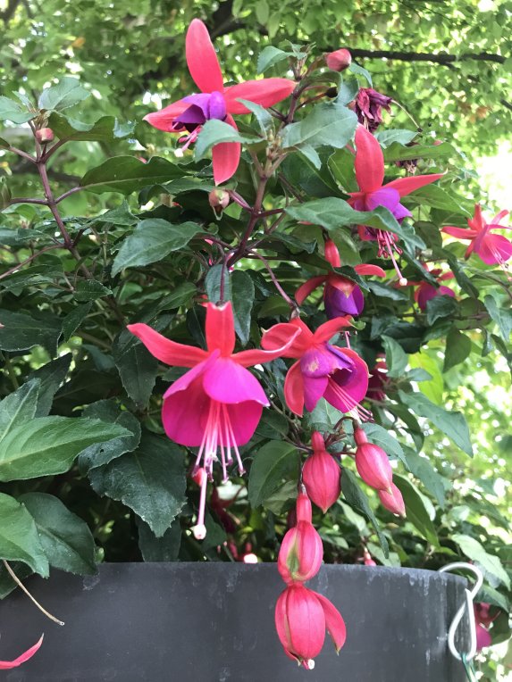 orticolario-2017-gerosa-antonio-macchine-giardino-17